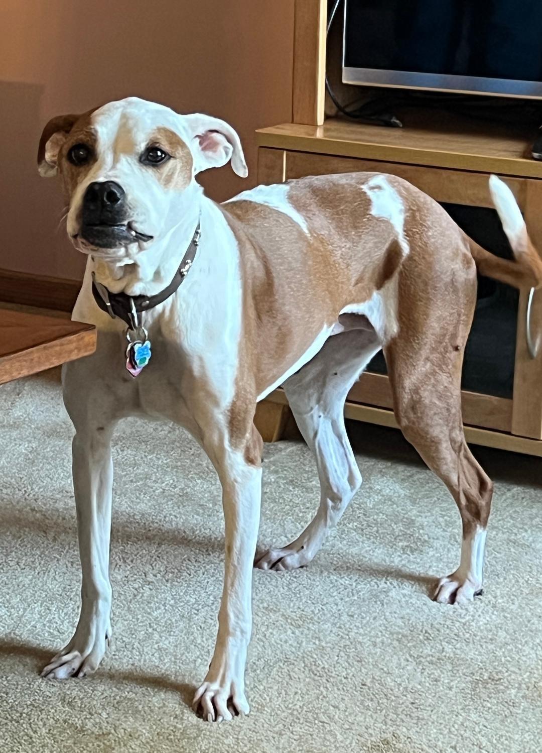 Lulu