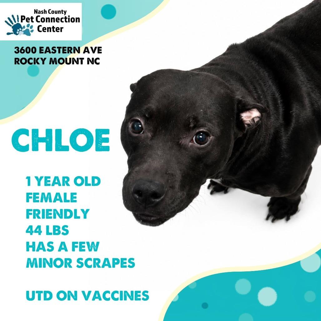 CHLOE Available NOW - ADOPTION or RESCUE!, Adoptable, Young Female Mixed Breed.