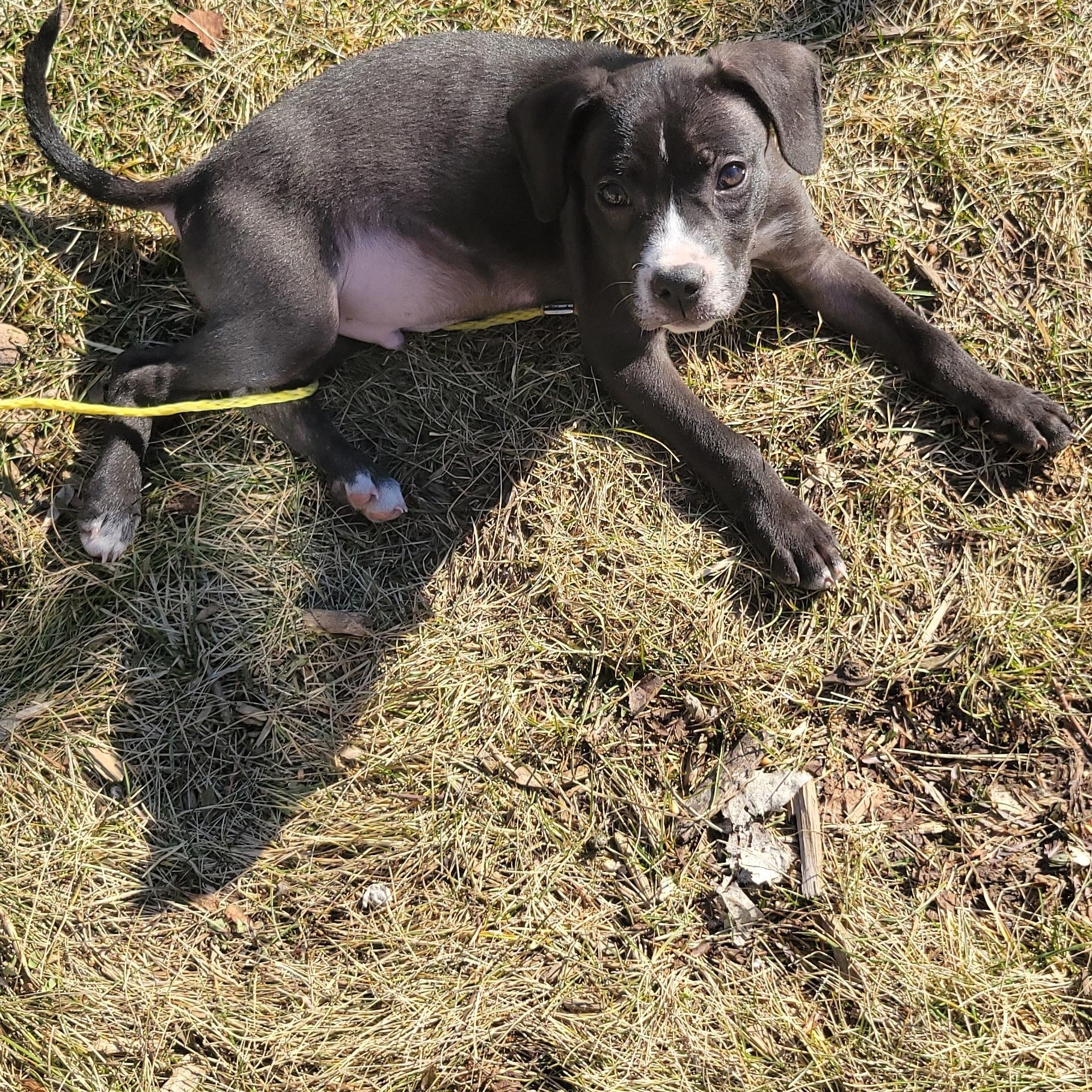 Enlarge Johnny, a ADOPTABLE mixed breed in Racine, WI image 3/3