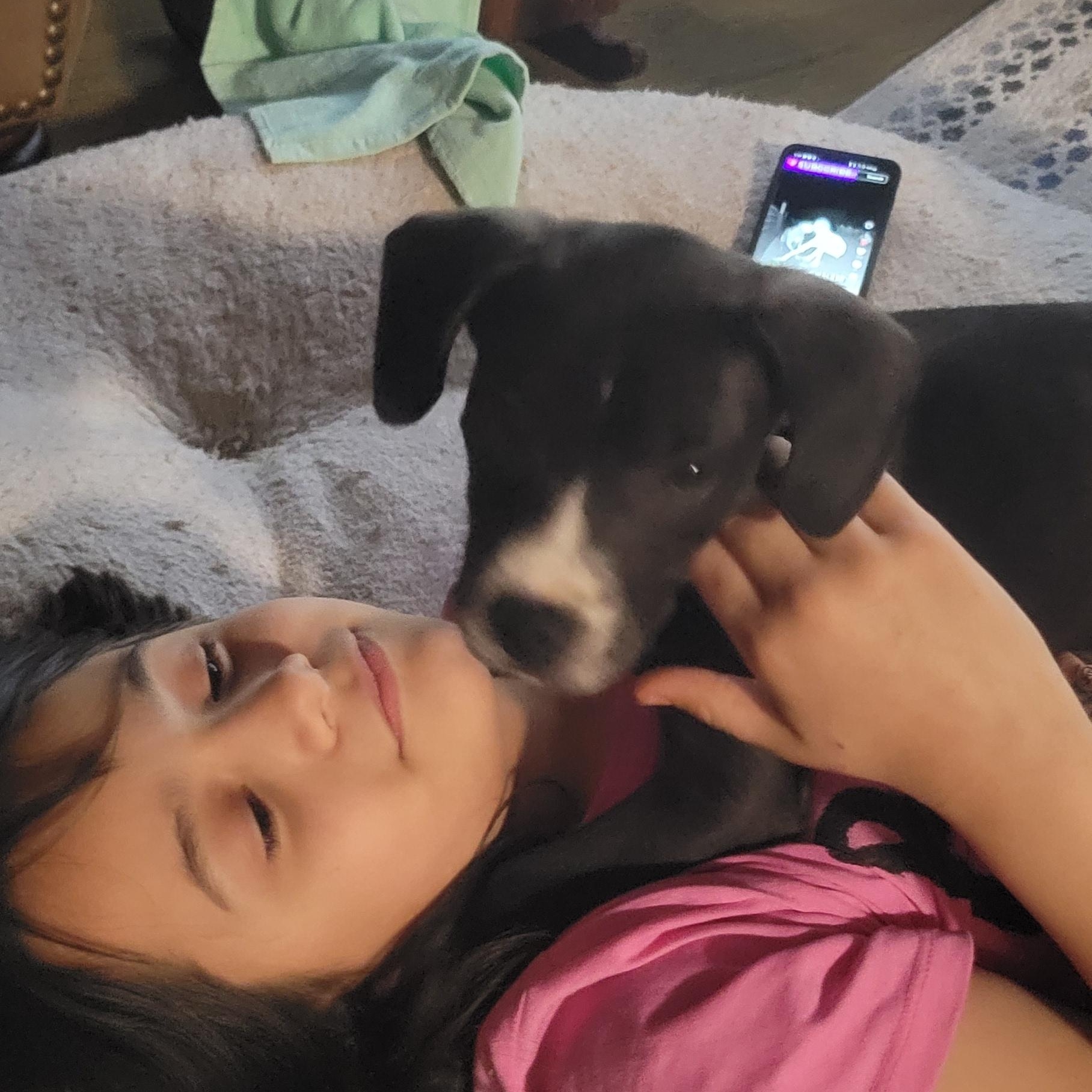 Johnny, ADOPTABLE, Puppy Male Labrador Retriever.