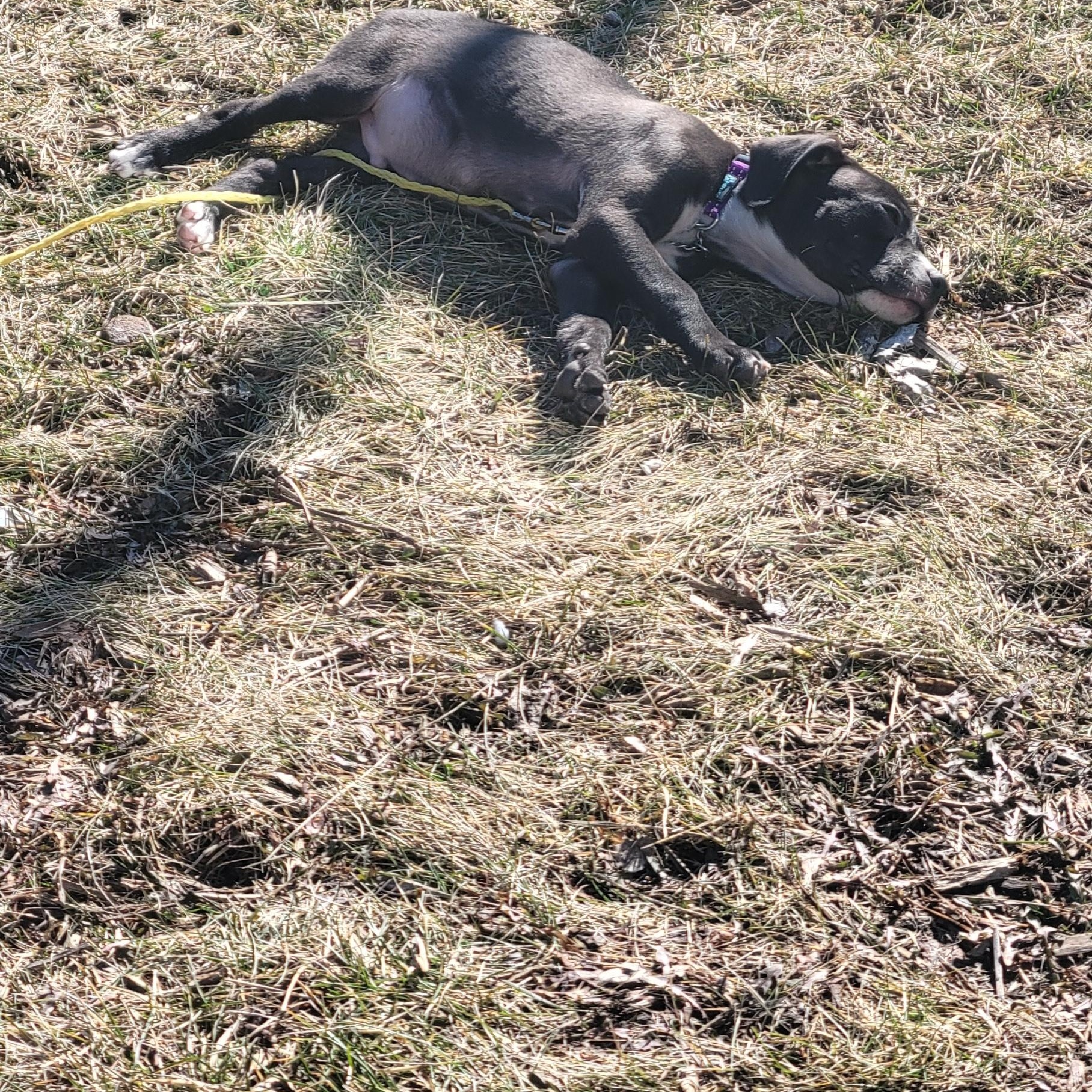 Enlarge Johnny, a ADOPTABLE mixed breed in Racine, WI image 2/3