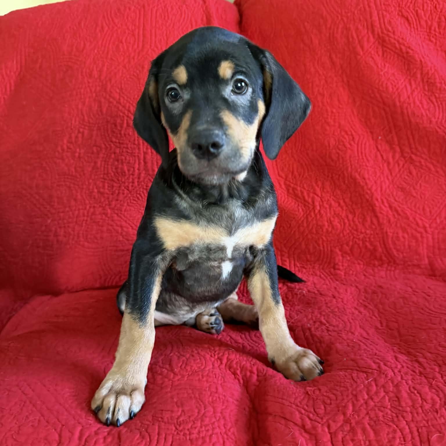 Enlarge Elroy, a ADOPTABLE mixed breed in Hatfield, PA image 4/5