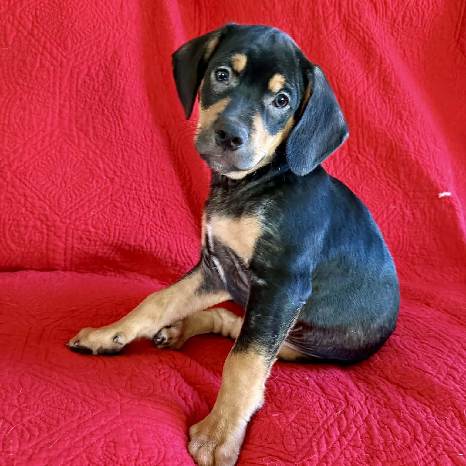 Enlarge Elroy, a ADOPTABLE mixed breed in Hatfield, PA image 3/5