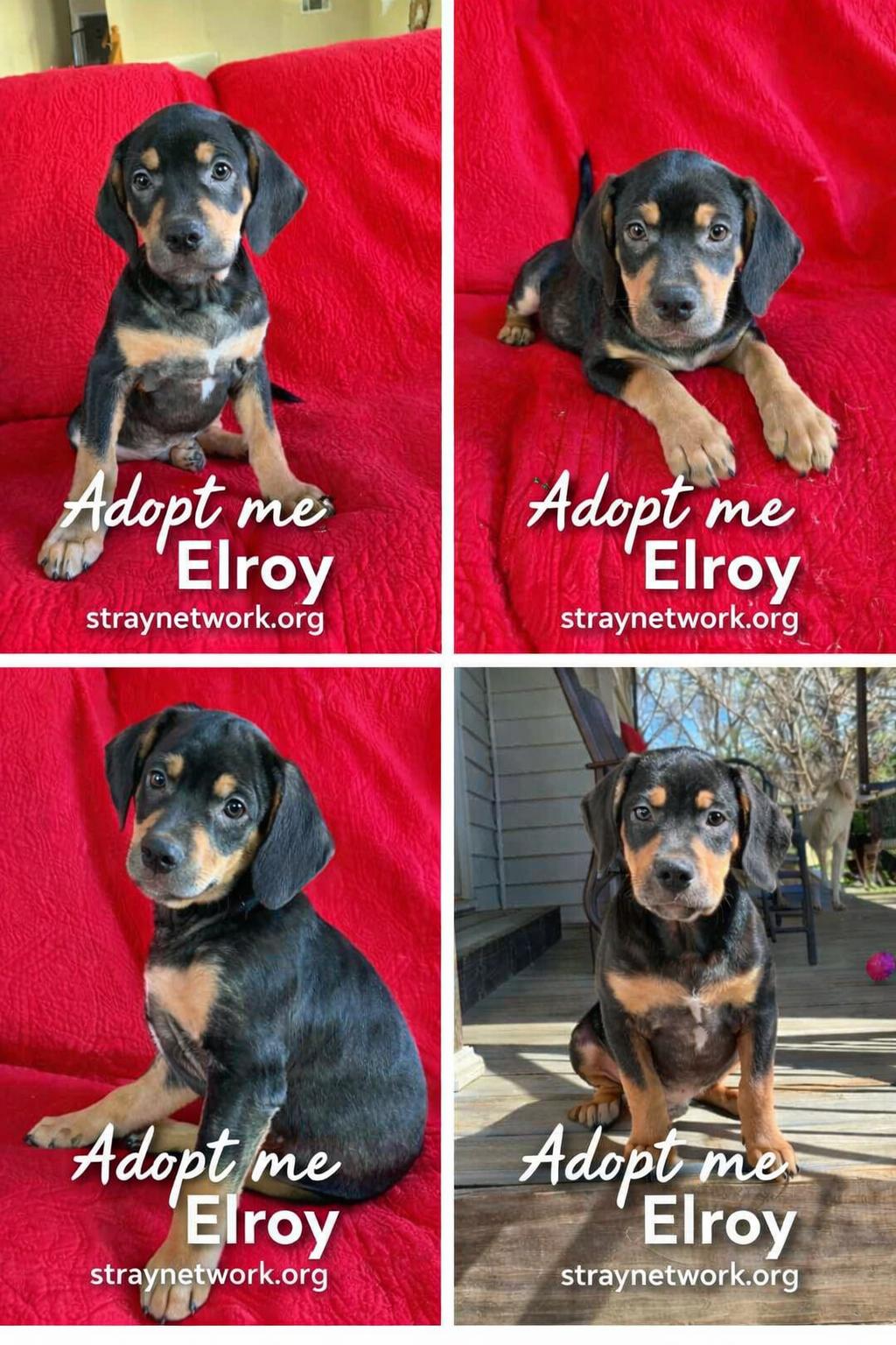 Enlarge Elroy, a ADOPTABLE mixed breed in Hatfield, PA image 2/5