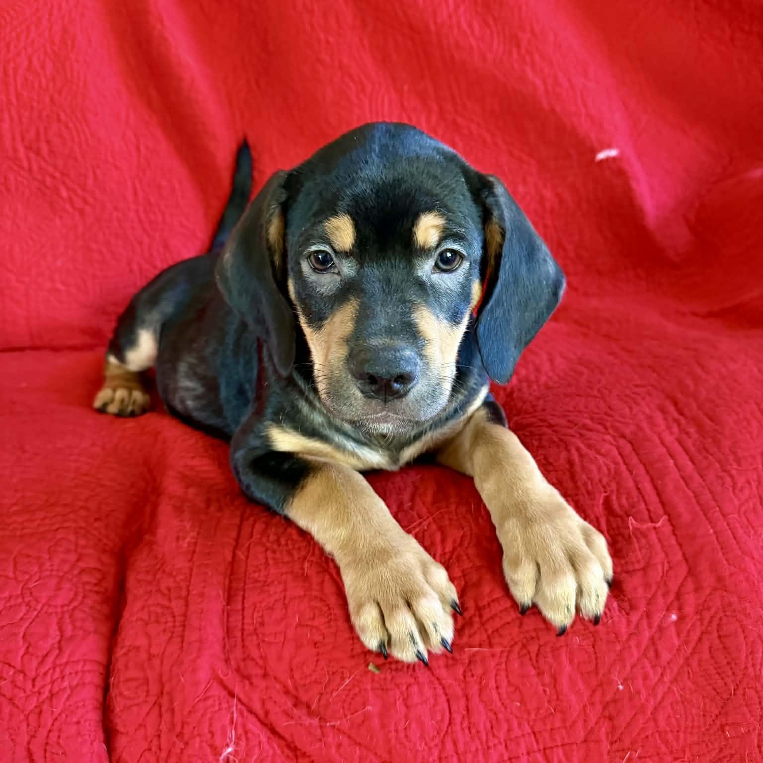 Enlarge Elroy, a ADOPTABLE mixed breed in Hatfield, PA image 5/5