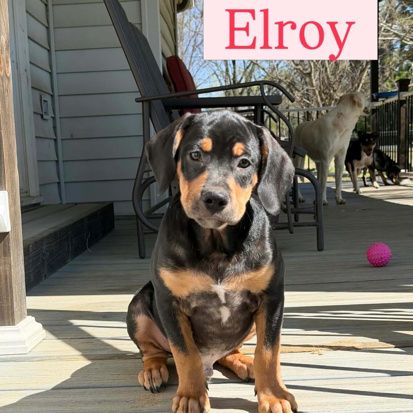 Elroy, ADOPTABLE, Puppy Male Rottweiler.