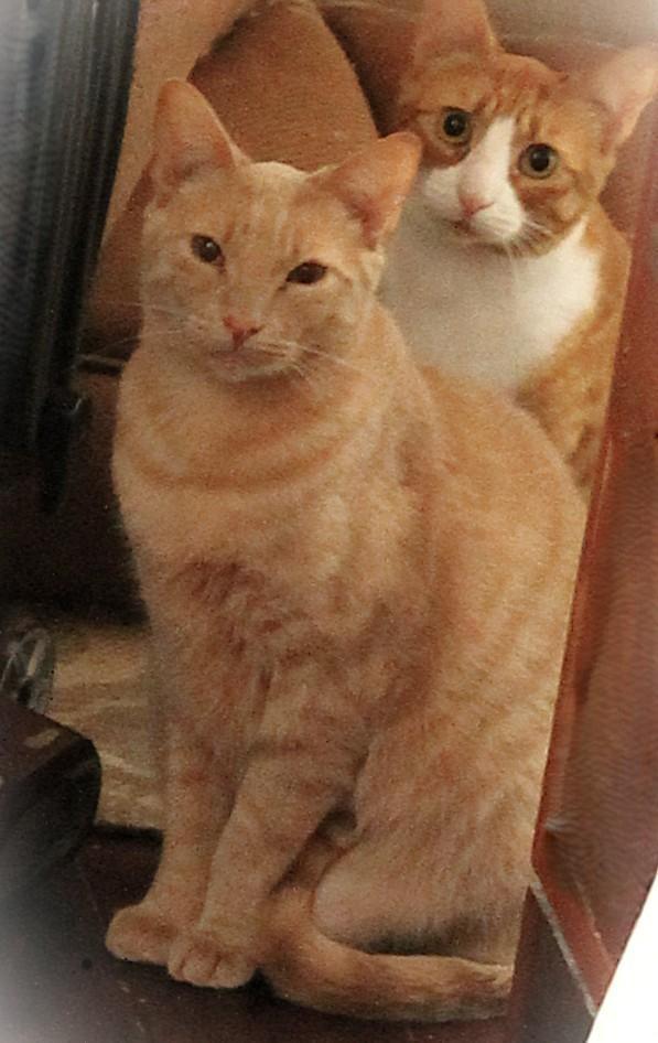 Enlarge Dylan, a Adoptable American Shorthair in San Diego, CA image 1/2