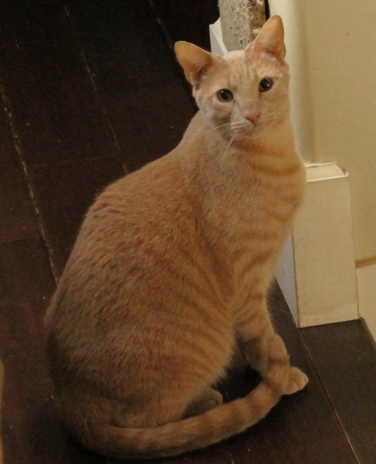 Enlarge Dylan, a Adoptable American Shorthair in San Diego, CA image 2/2