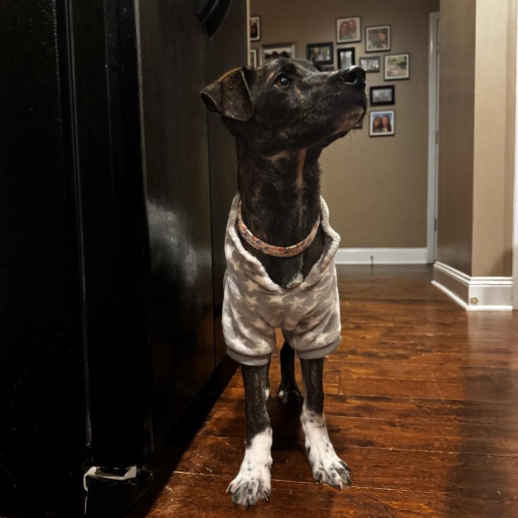 Enlarge Moose Nick, a Adoptable Mixed Breed in Huntsville, AL image 1/5