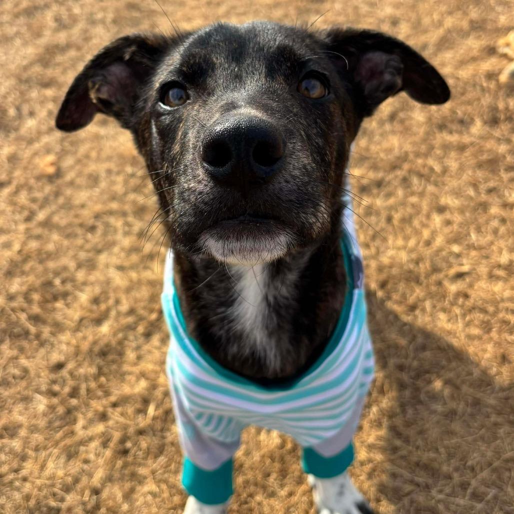 Enlarge Cooper, a Adoptable Mixed Breed in Huntsville, AL image 2/6