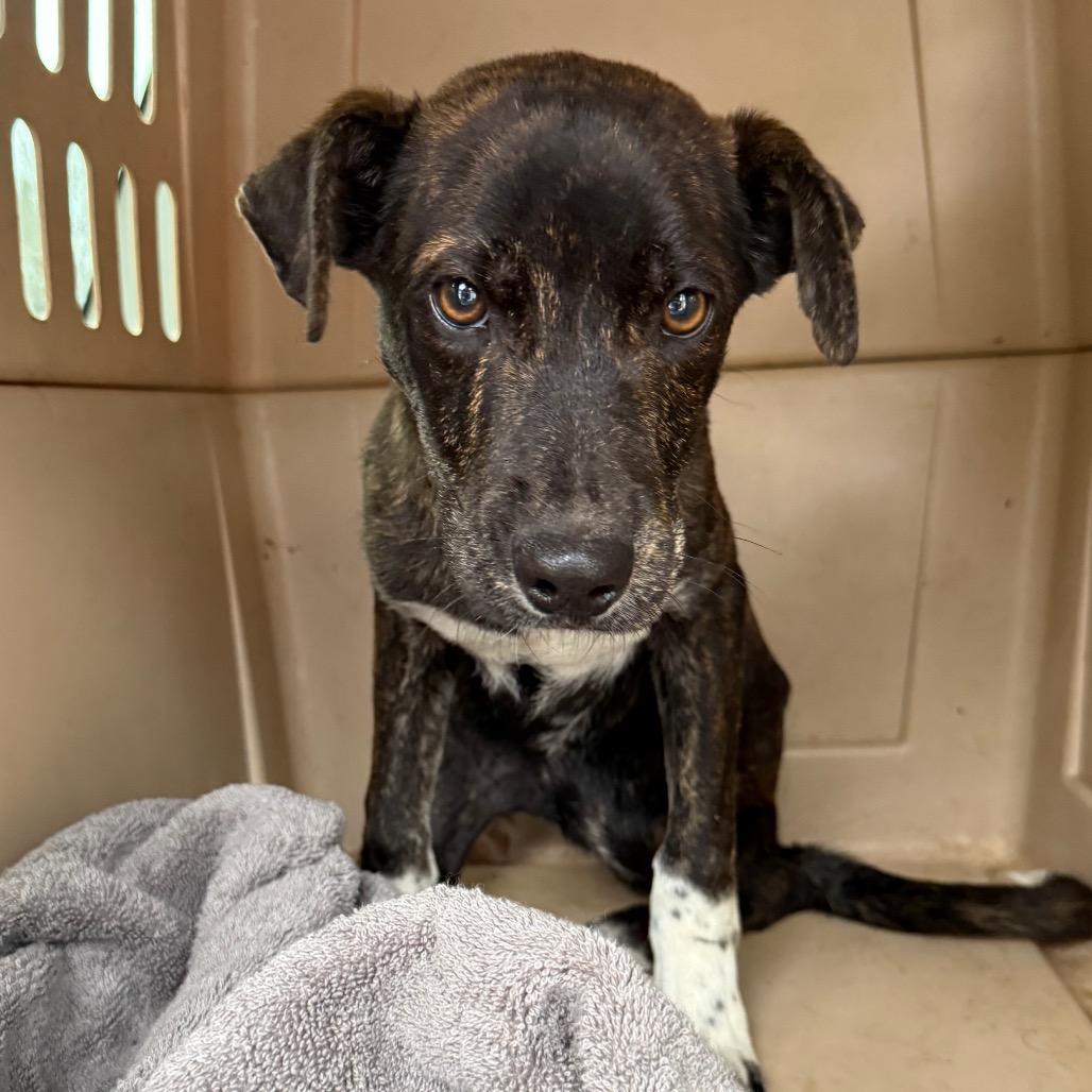 Enlarge Moose Nick, a Adoptable Mixed Breed in Huntsville, AL image 2/5