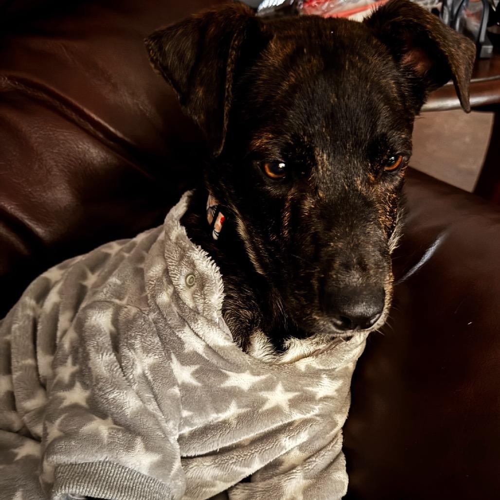 Enlarge Moose Nick, a Adoptable Mixed Breed in Huntsville, AL image 3/5