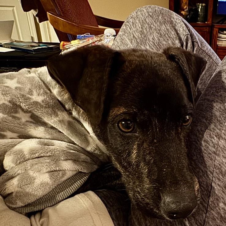 Enlarge Moose Nick, a Adoptable Mixed Breed in Huntsville, AL image 4/5