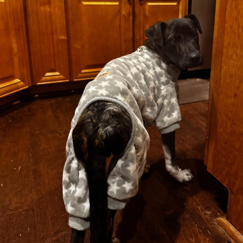 Enlarge Moose Nick, a Adoptable Mixed Breed in Huntsville, AL image 5/5