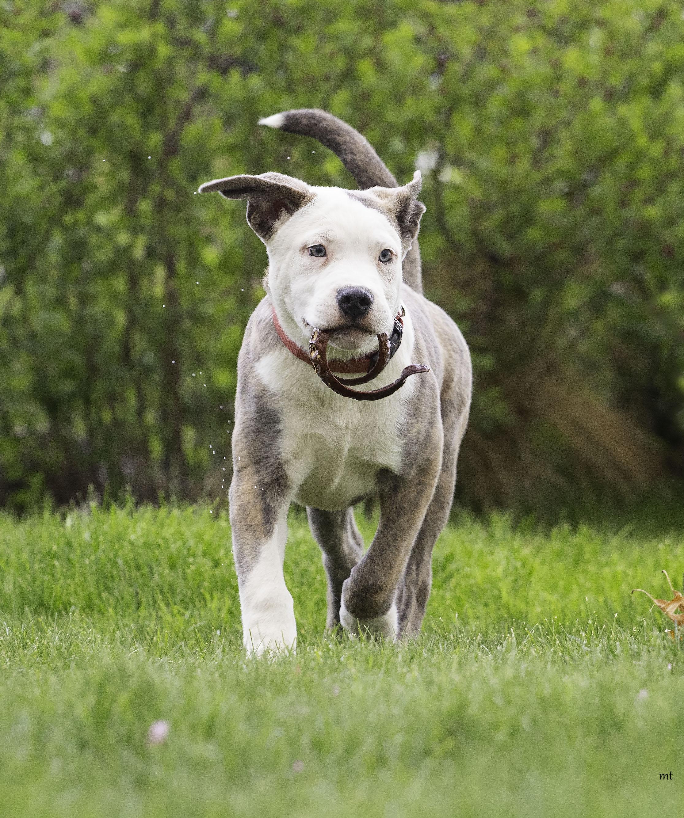 Enlarge Raphael, a ADOPTABLE Pit Bull Terrier in Washoe Valley, NV image 3/3