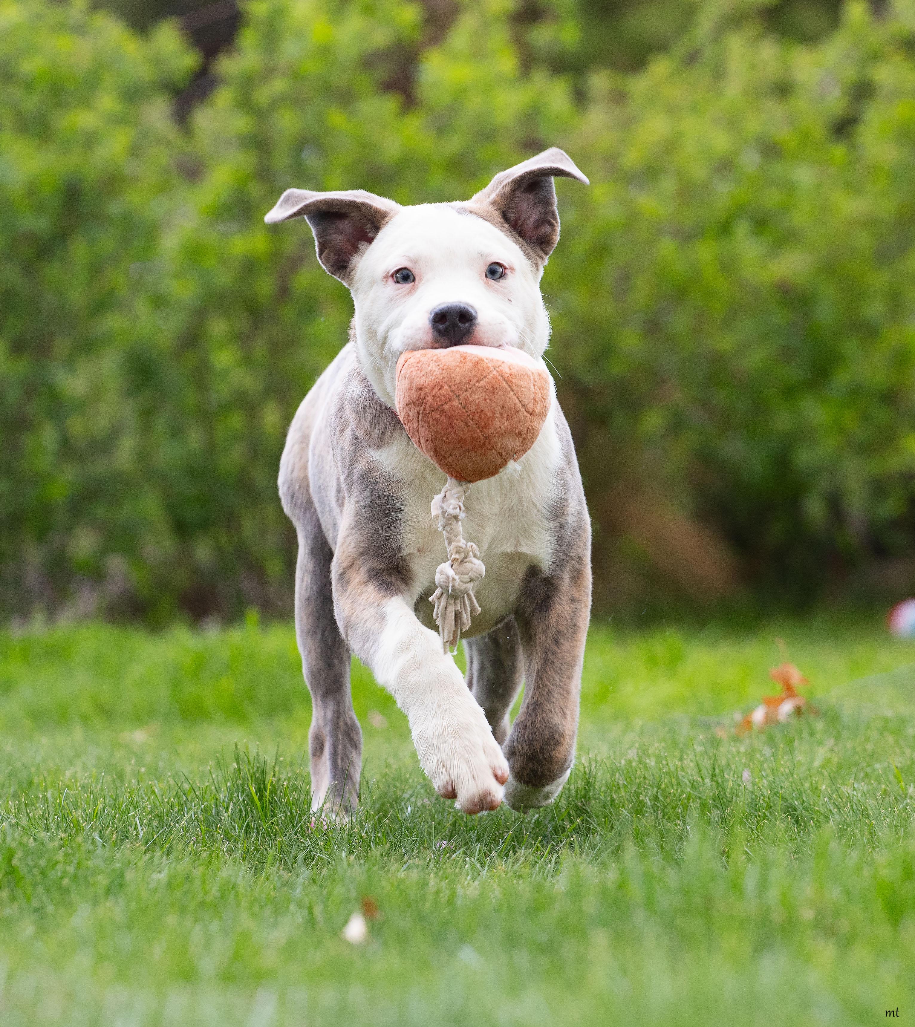 Enlarge Raphael, a ADOPTABLE Pit Bull Terrier in Washoe Valley, NV image 1/3