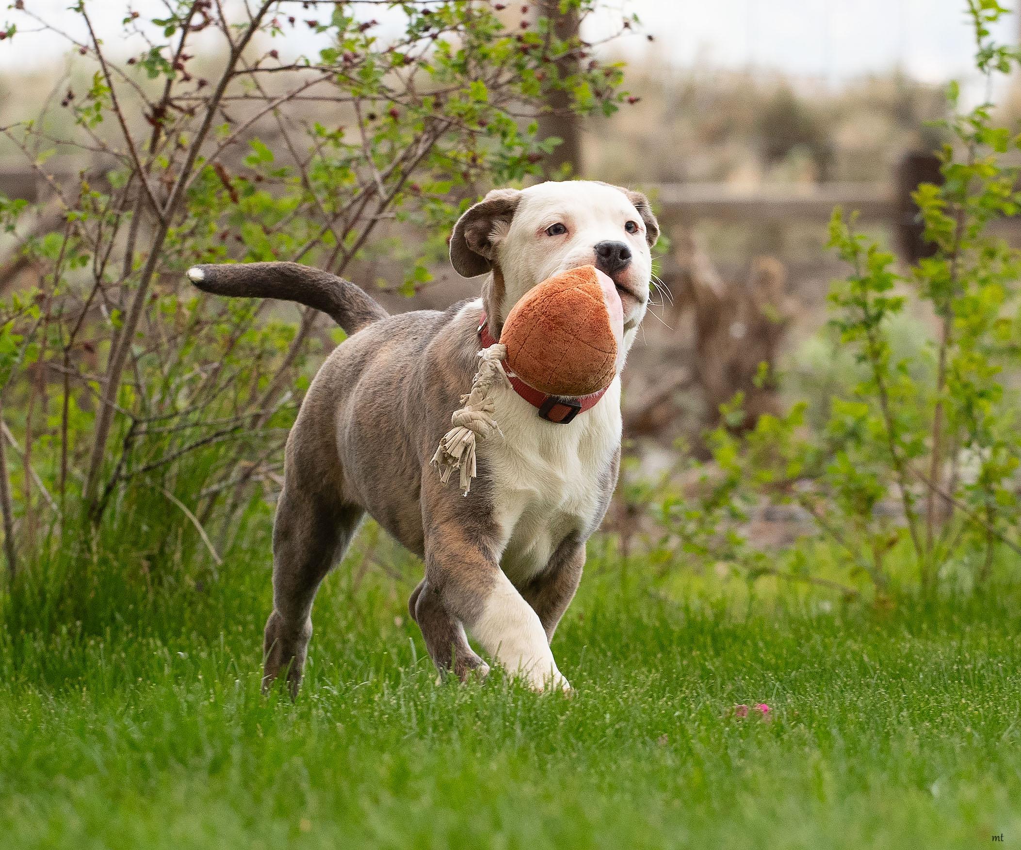 Enlarge Raphael, a ADOPTABLE Pit Bull Terrier in Washoe Valley, NV image 2/3