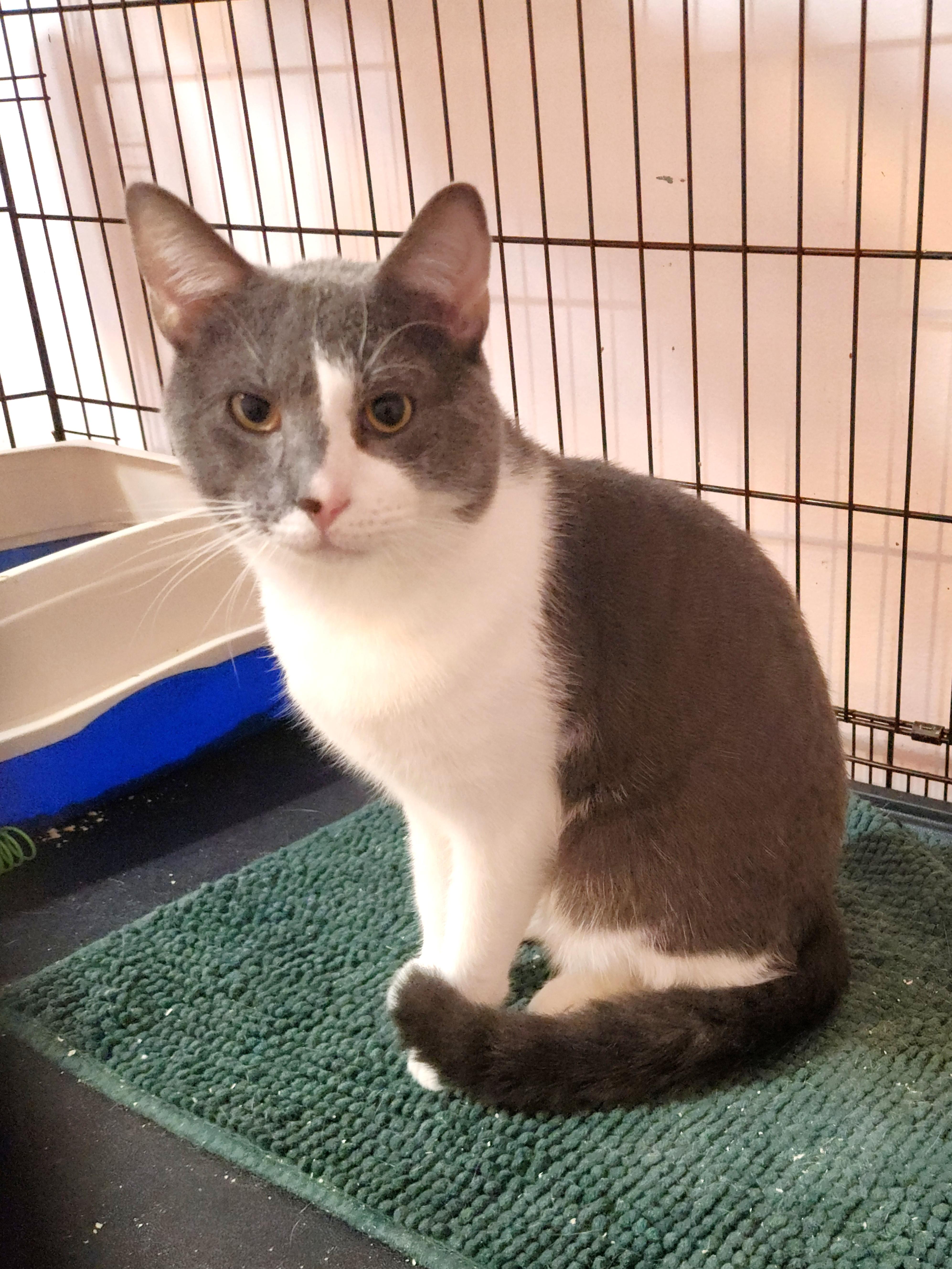 Bode, Adoptable, Young Male Domestic Short Hair.