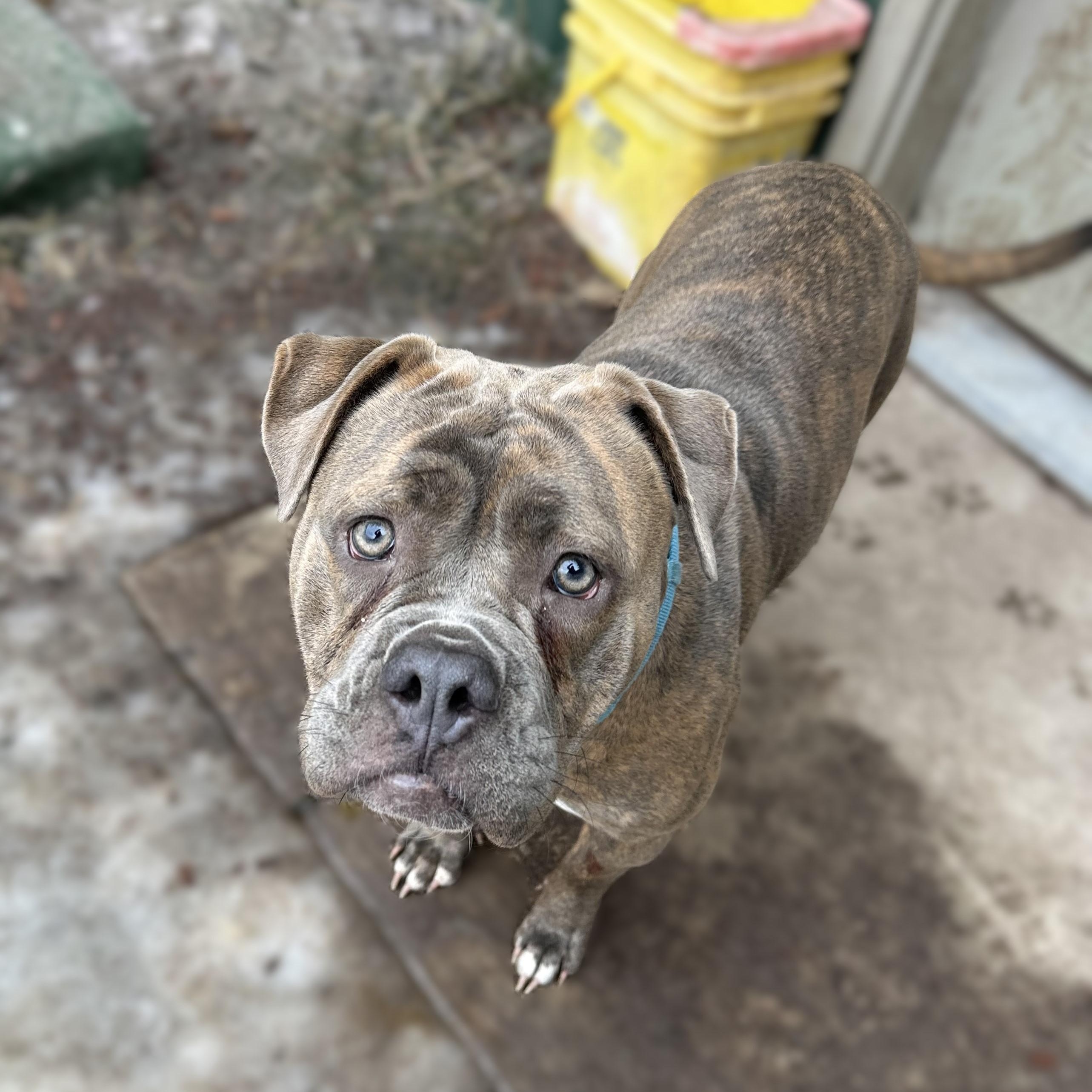 Yulia, adopted, Adult Female American Bulldog.