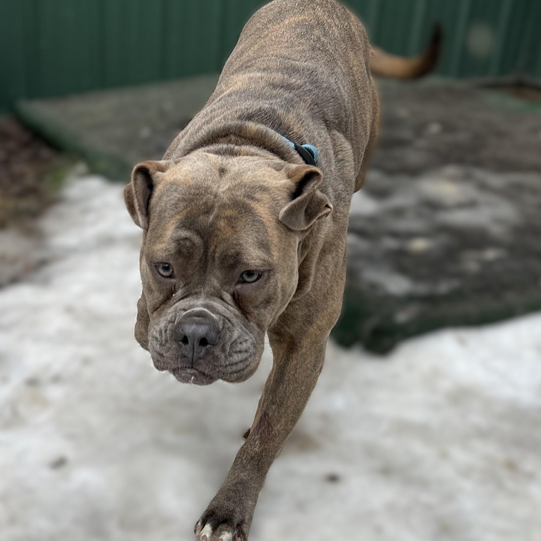 Enlarge Yulia, an adopted American Bulldog in Brookings, SD image 2/3