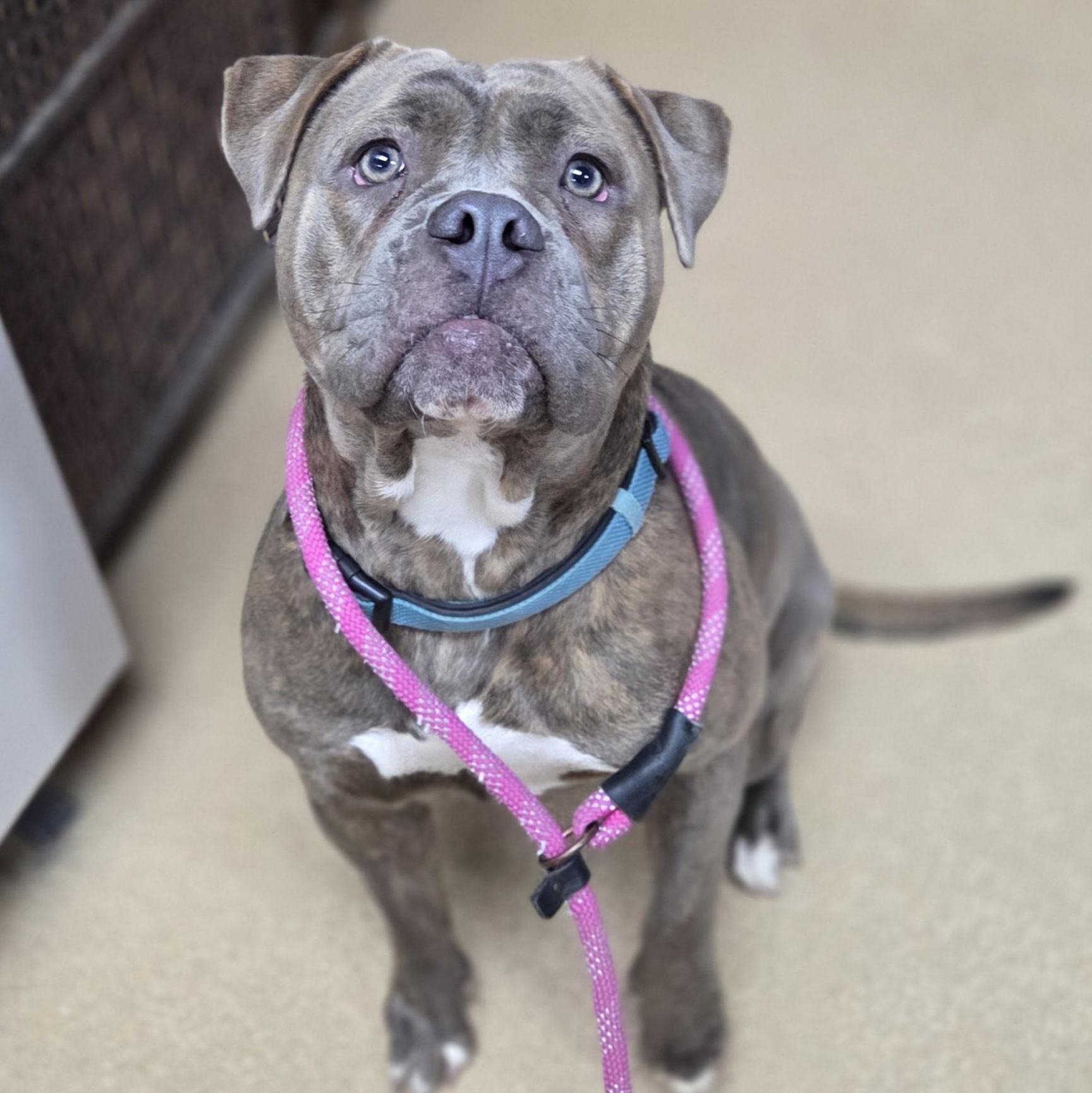 Enlarge Yulia, an adopted American Bulldog in Brookings, SD image 3/3