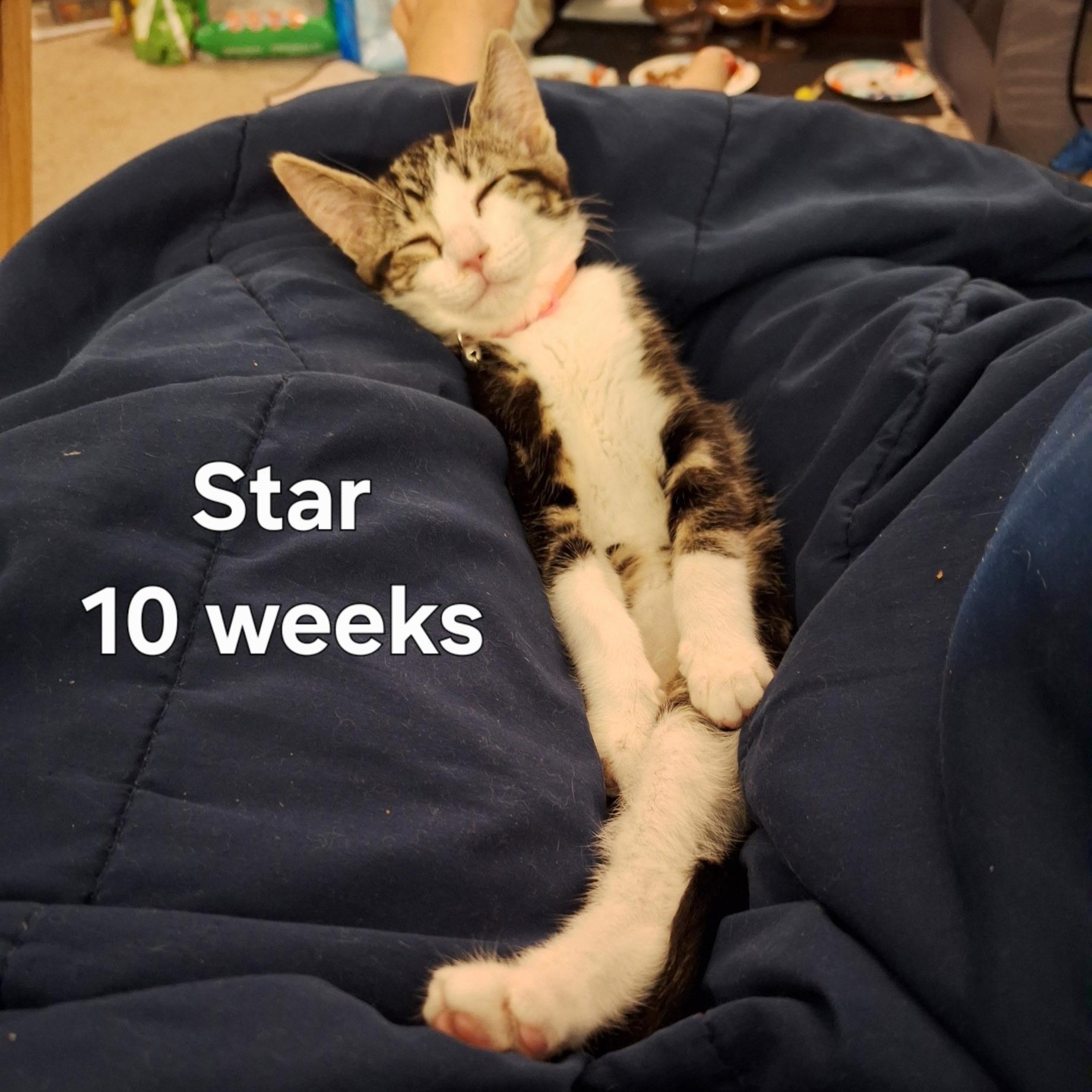 Enlarge Star, a ADOPTABLE mixed breed in Oklahoma City, OK image 2/3