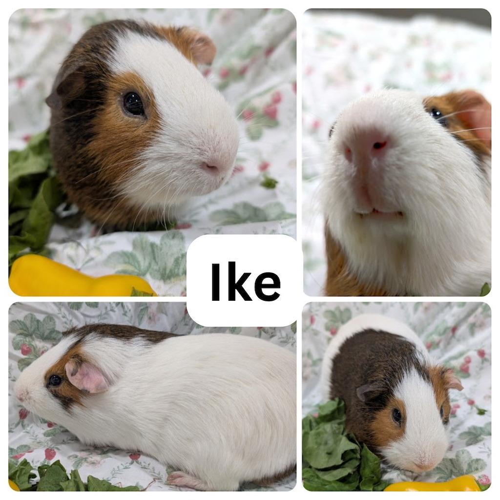 Enlarge Ike, a Adoptable Guinea Pig in Idaho Falls, ID image 1/2