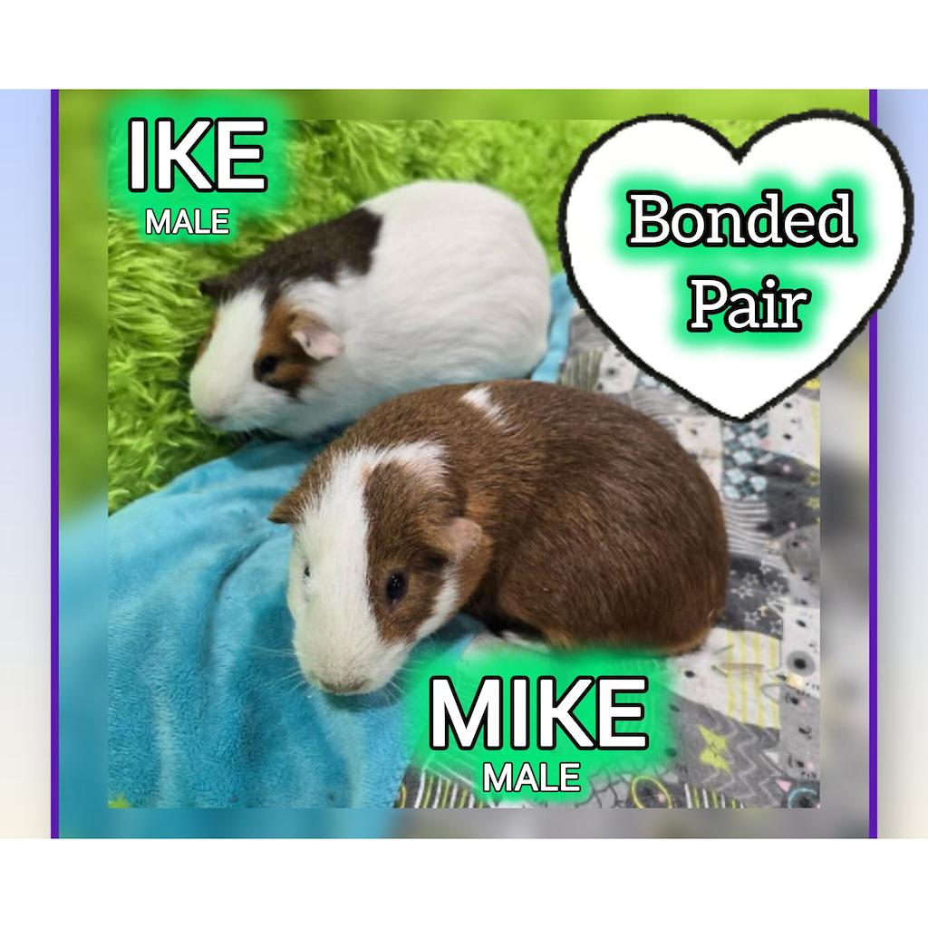 Enlarge Ike, a Adoptable Guinea Pig in Idaho Falls, ID image 2/2