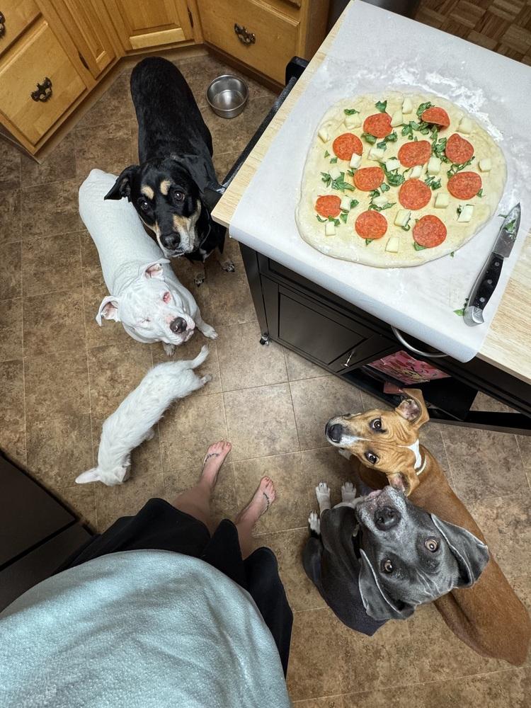 Kansas (25-162 D), Adoptable, Young Male Mixed Breed.