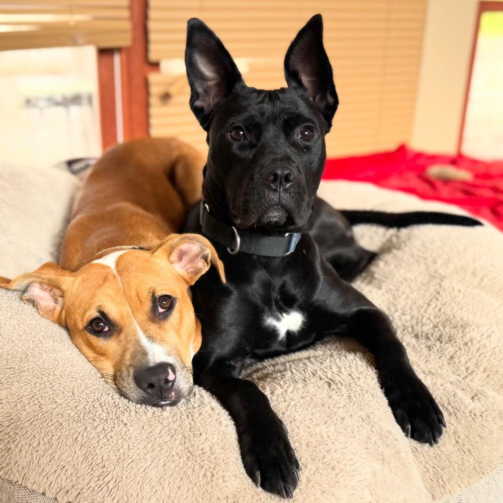 Enlarge Kansas (25-162 D), a Adoptable mixed breed in Lansing, MI image 2/6