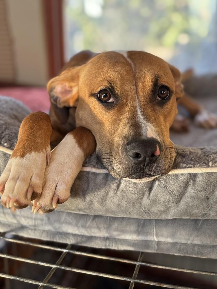 Enlarge Kansas (25-162 D), a Adoptable mixed breed in Lansing, MI image 4/6