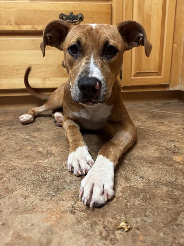 Enlarge Kansas (25-162 D), a Adoptable mixed breed in Lansing, MI image 5/6