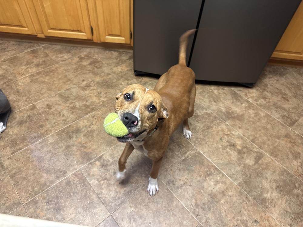 Enlarge Kansas (25-162 D), a Adoptable mixed breed in Lansing, MI image 6/6