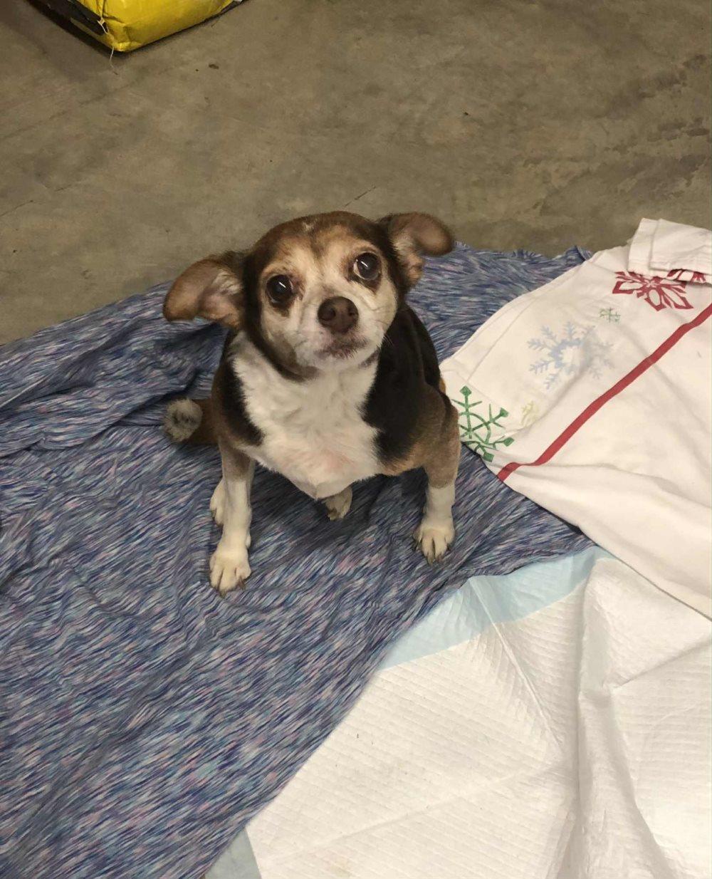 Enlarge CoCo, a Adoptable Chihuahua in Huntley, IL image 1/2