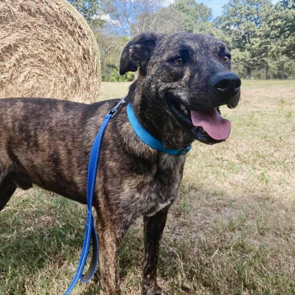 Bahama Buck, an adoptable Plott Hound, Mixed Breed in Fargo, ND, 58102 | Photo Image 1