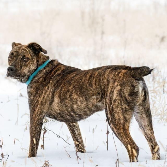 Bahama Buck, an adoptable Plott Hound, Mixed Breed in Fargo, ND, 58102 | Photo Image 2