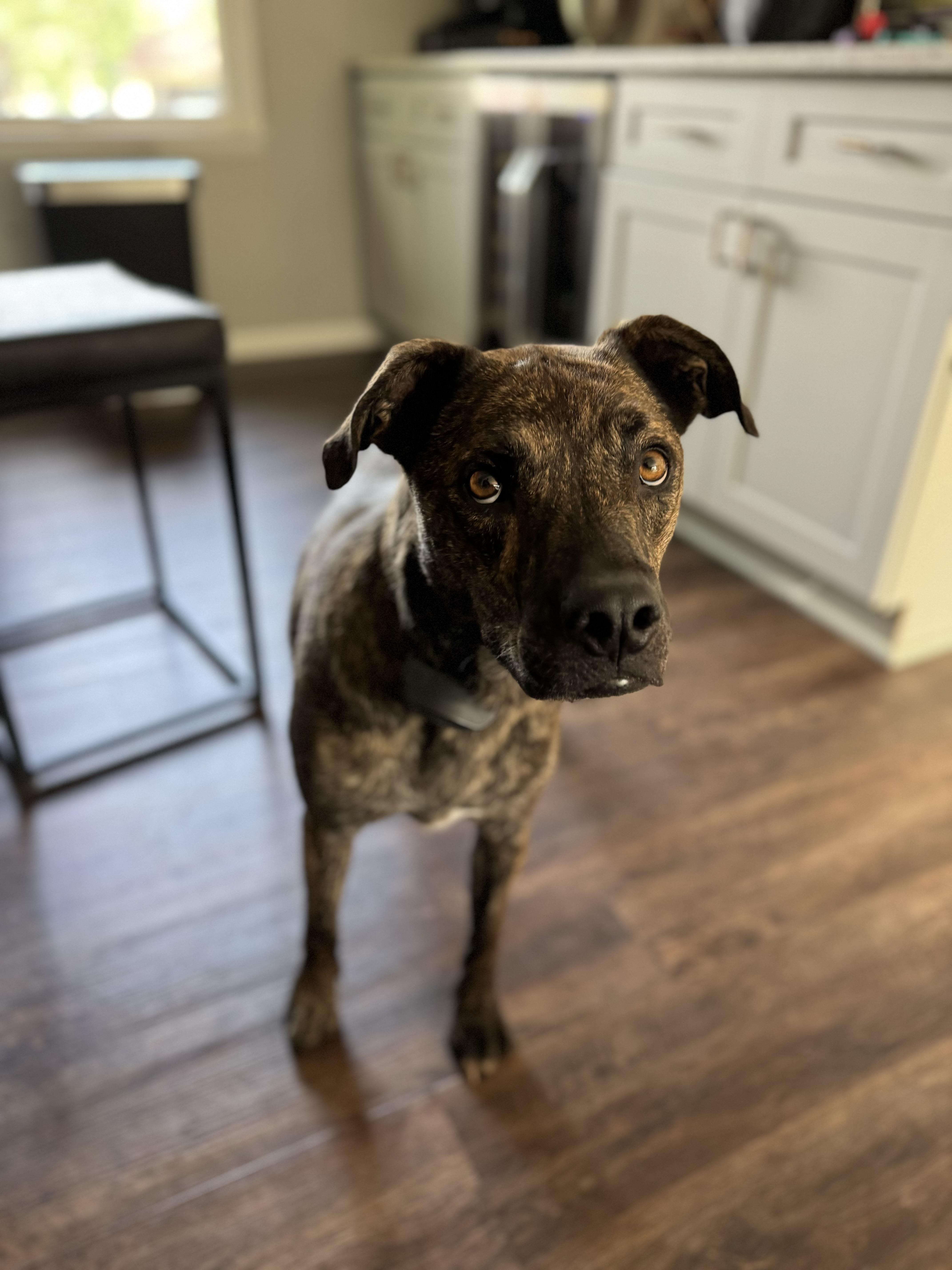 Bahama Buck, an adoptable Plott Hound, Mixed Breed in Fargo, ND, 58102 | Photo Image 4