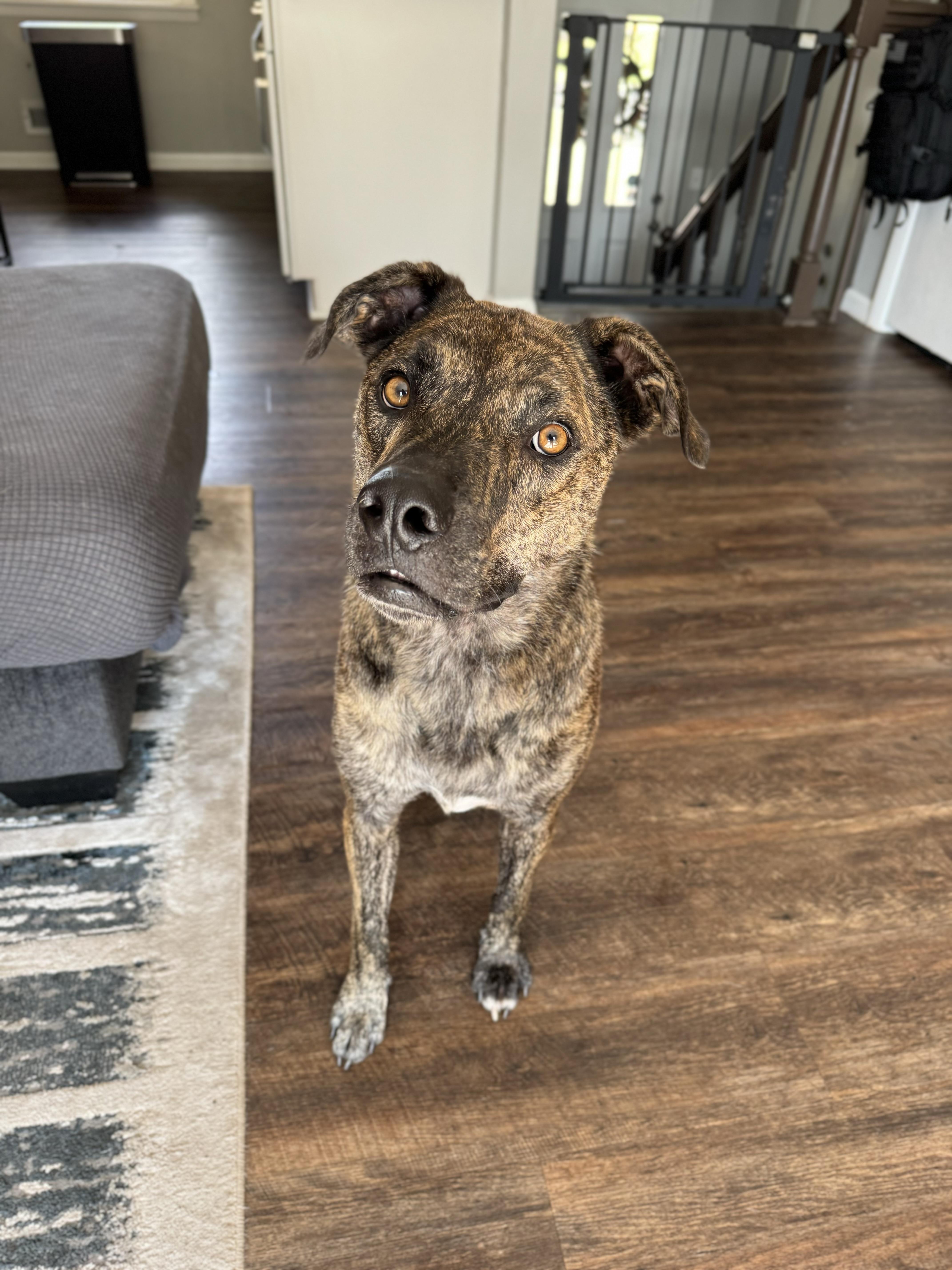 Bahama Buck, an adoptable Plott Hound, Mixed Breed in Fargo, ND, 58102 | Photo Image 3