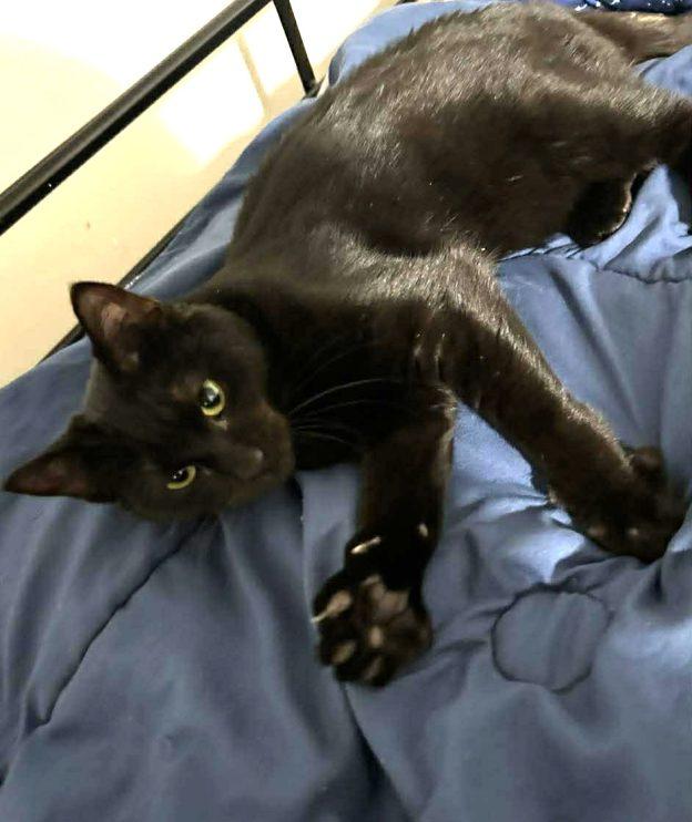 Raven, ADOPTABLE, Young Female Domestic Short Hair.