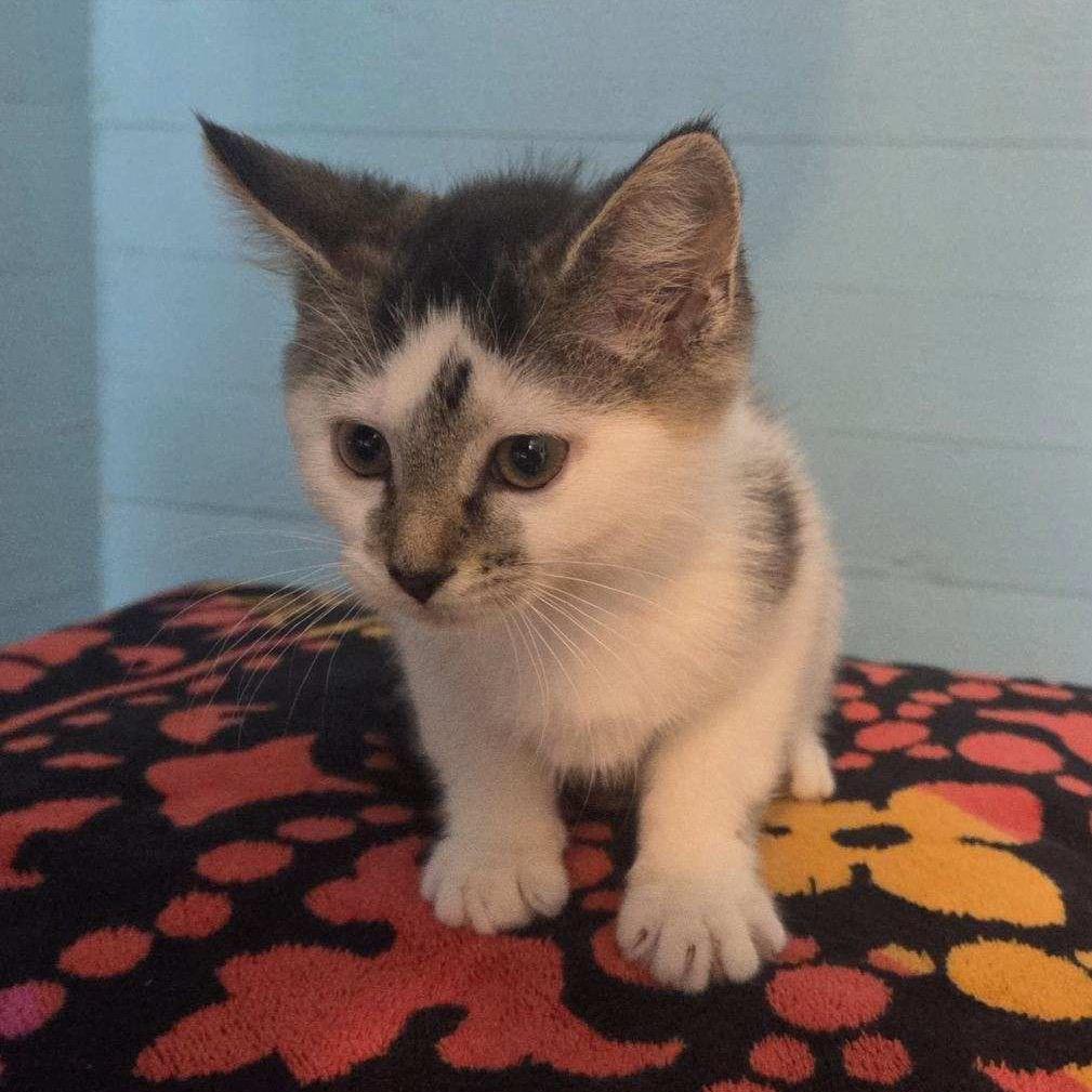 Sheetz, Adoptable, Kitten Female Domestic Short Hair.