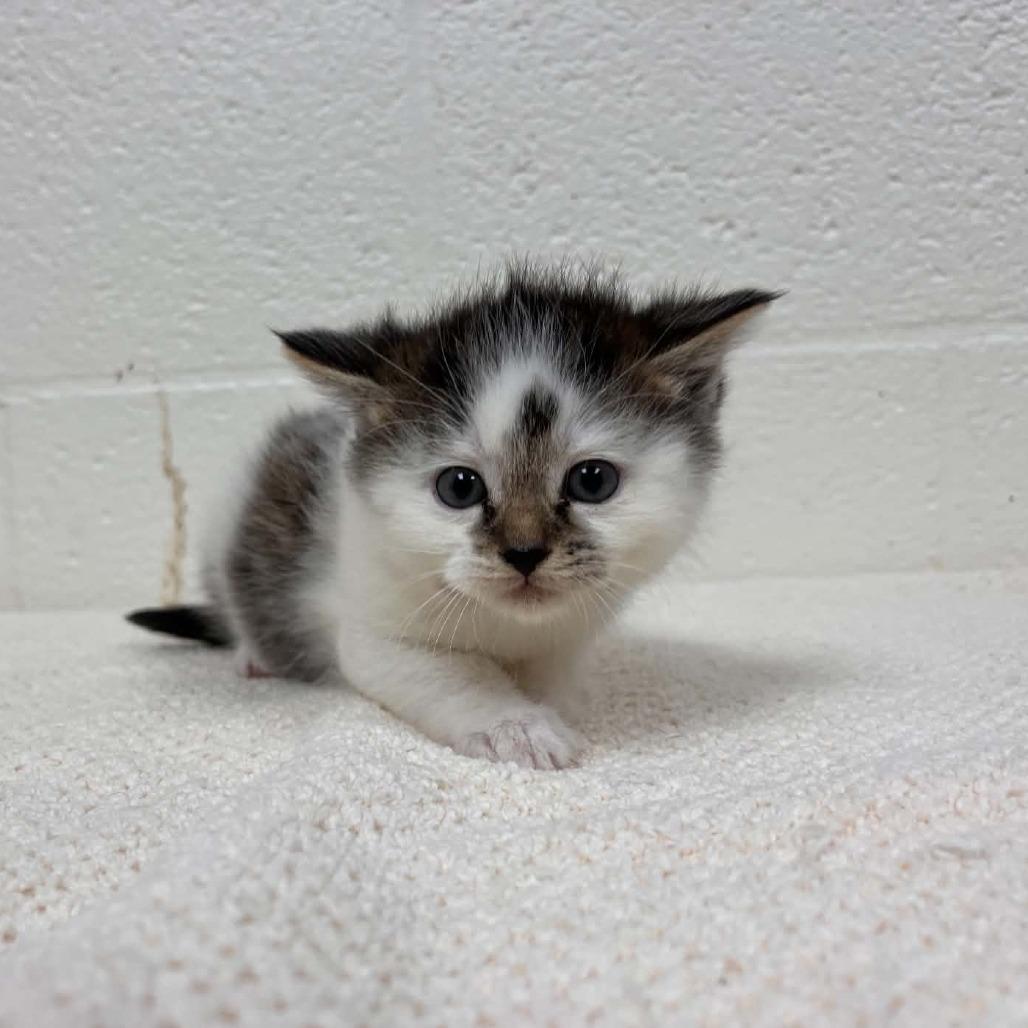 Enlarge Sheetz, a Adoptable Domestic Short Hair in Harrisonburg, VA image 2/6