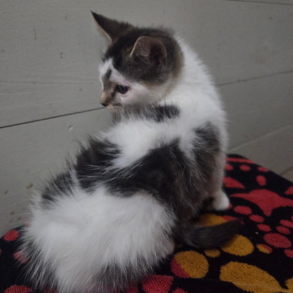 Enlarge Sheetz, a Adoptable Domestic Short Hair in Harrisonburg, VA image 3/6