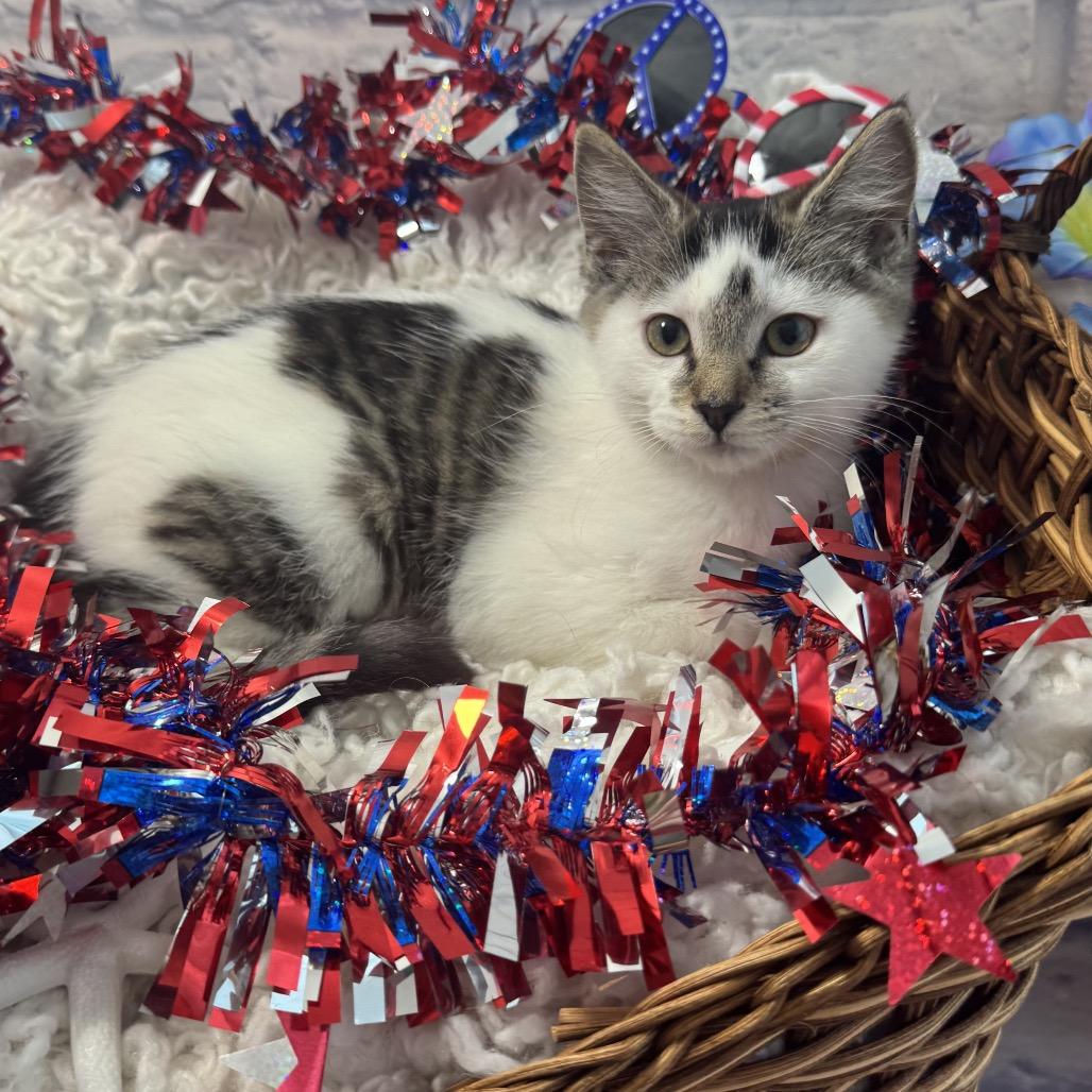 Enlarge Sheetz, a Adoptable Domestic Short Hair in Harrisonburg, VA image 4/6