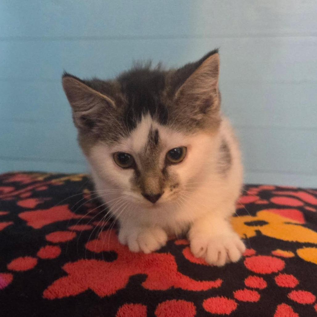 Enlarge Sheetz, a Adoptable Domestic Short Hair in Harrisonburg, VA image 5/6