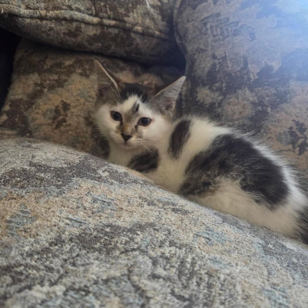 Enlarge Sheetz, a Adoptable Domestic Short Hair in Harrisonburg, VA image 6/6