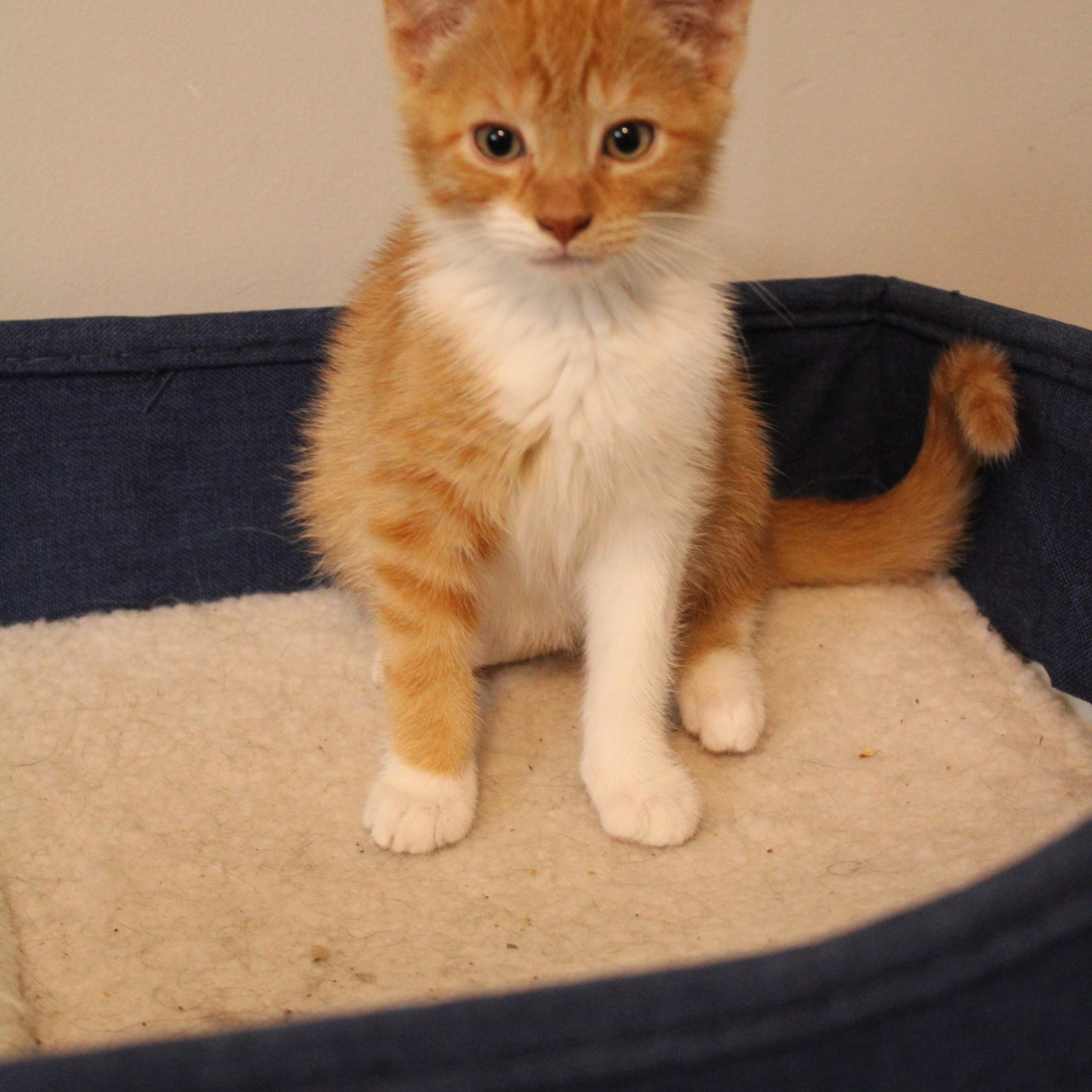 Enlarge Margene, a Adoptable Domestic Short Hair in Beulah, MI image 2/3