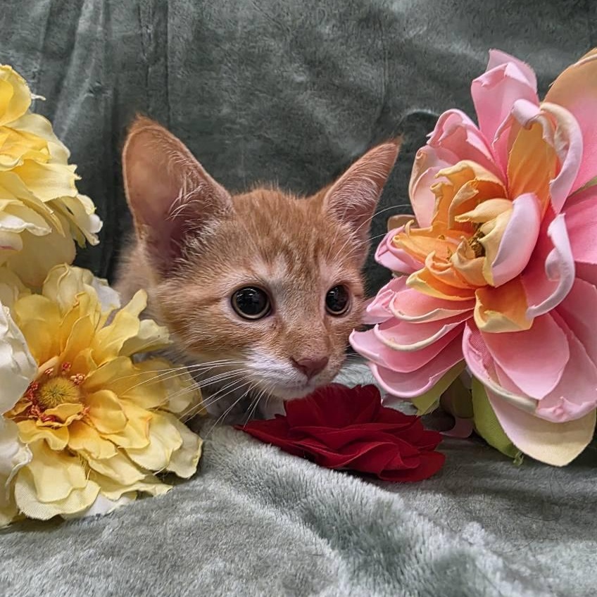 Margene, Adoptable, Kitten Female Domestic Short Hair.