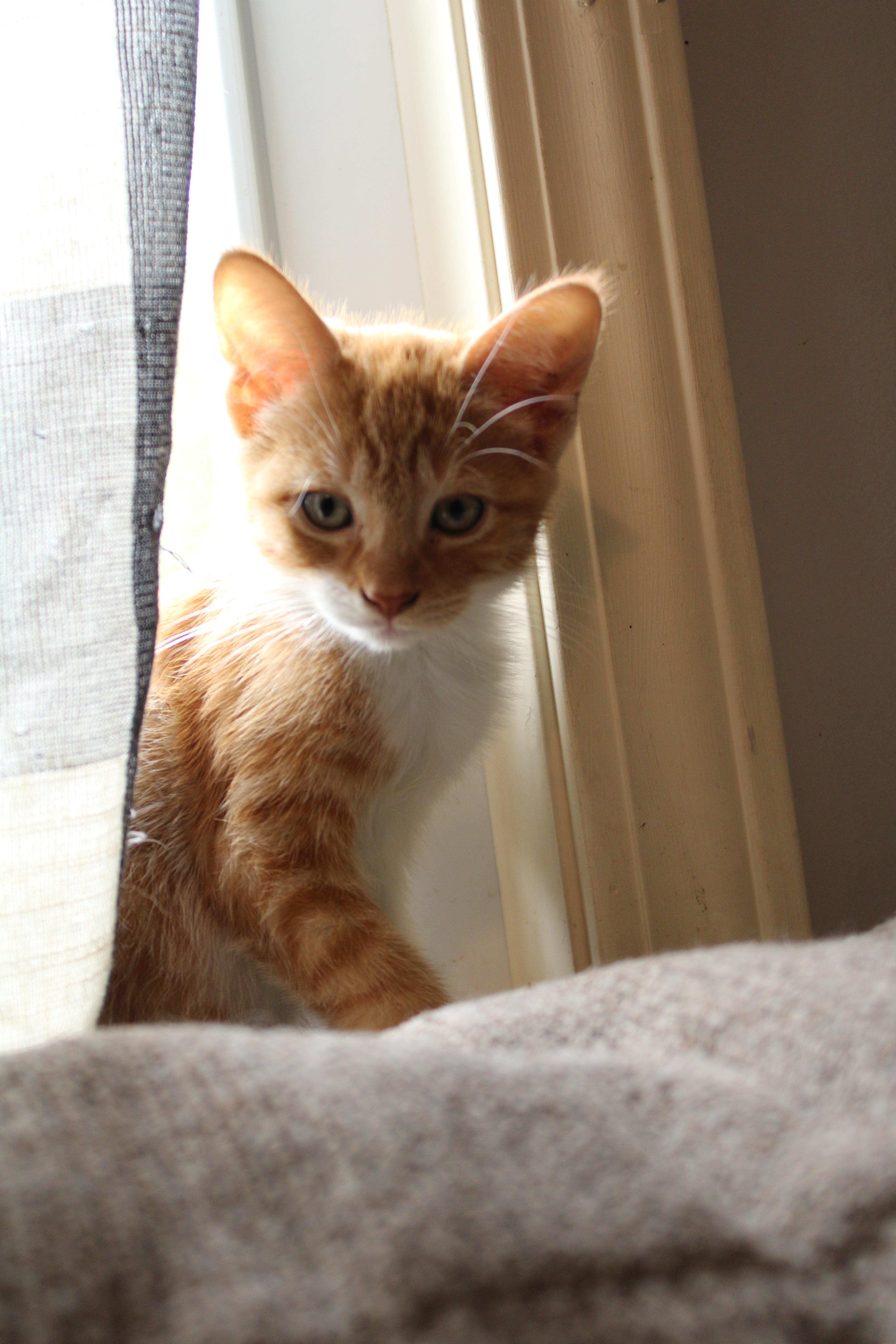 Enlarge Margene, a Adoptable Domestic Short Hair in Beulah, MI image 3/3