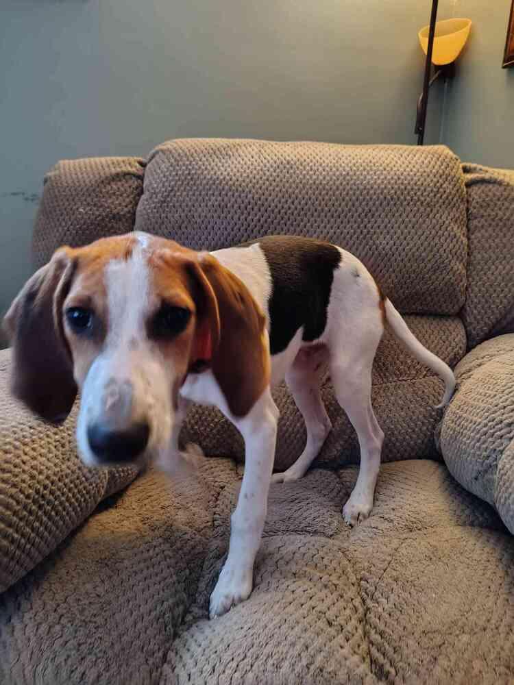 Porky, Adoptable, Puppy Male Hound.