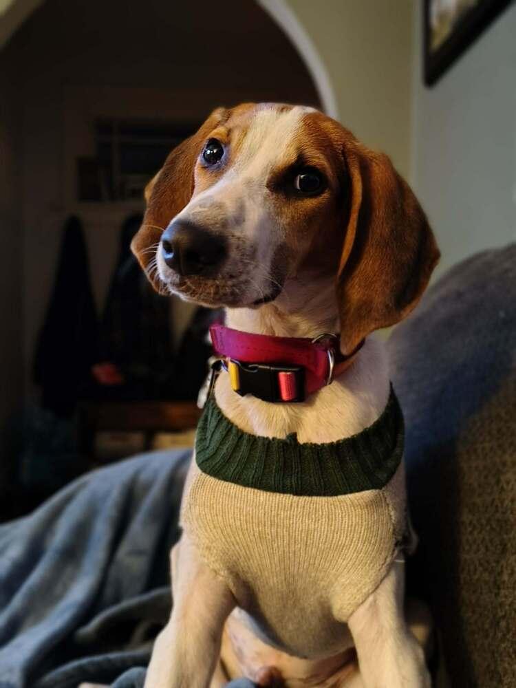 Enlarge Porky, a Adoptable mixed breed in Utica, NY image 2/6